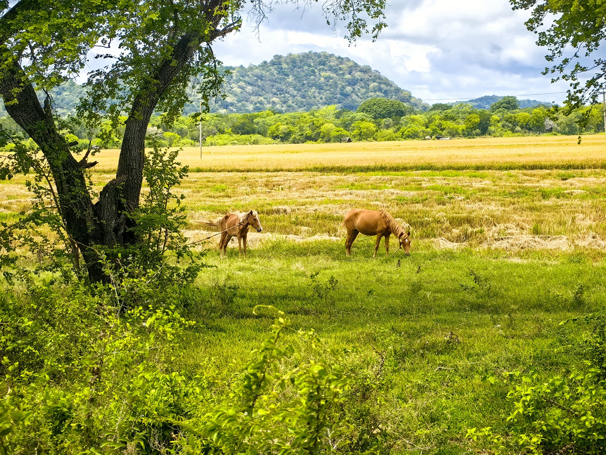 雅拉國家公園 Yala Natnional Park